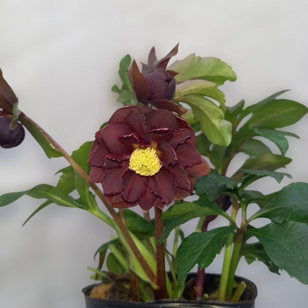 金曜日まで！値下げ！花びらフリンジ系、ひらひら可愛い！クリスマスローズ4個セット