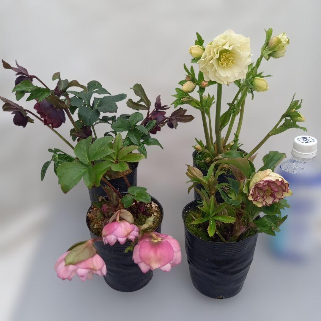 金曜日まで！値下げ！花びらフリンジ系、ひらひら可愛い！クリスマスローズ4個セット