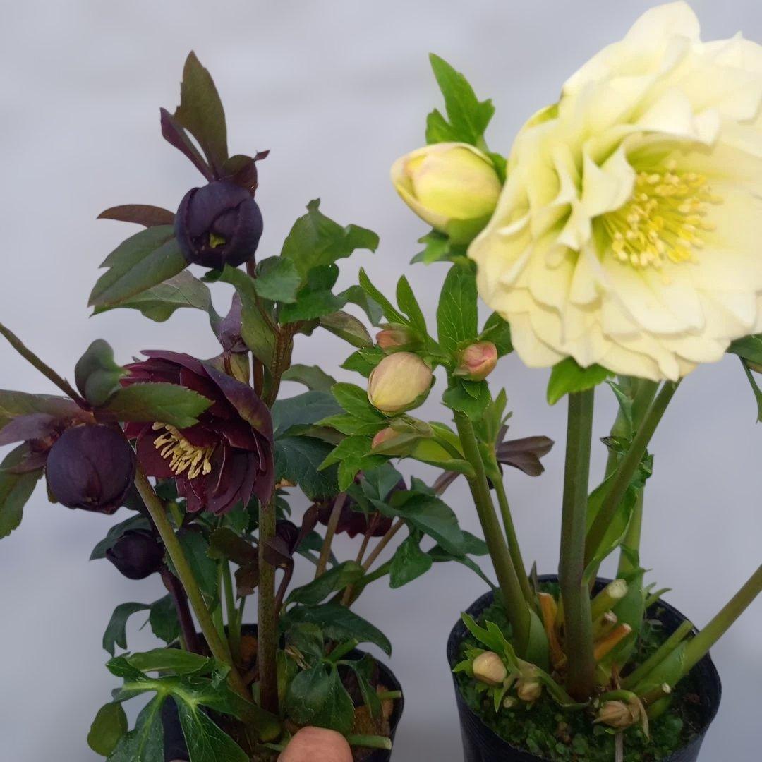 金曜日まで！値下げ！花びらフリンジ系、ひらひら可愛い！クリスマスローズ4個セット