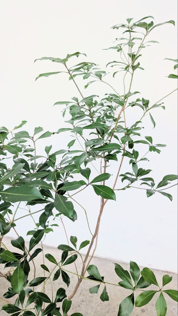 秀！山採りアセビ。