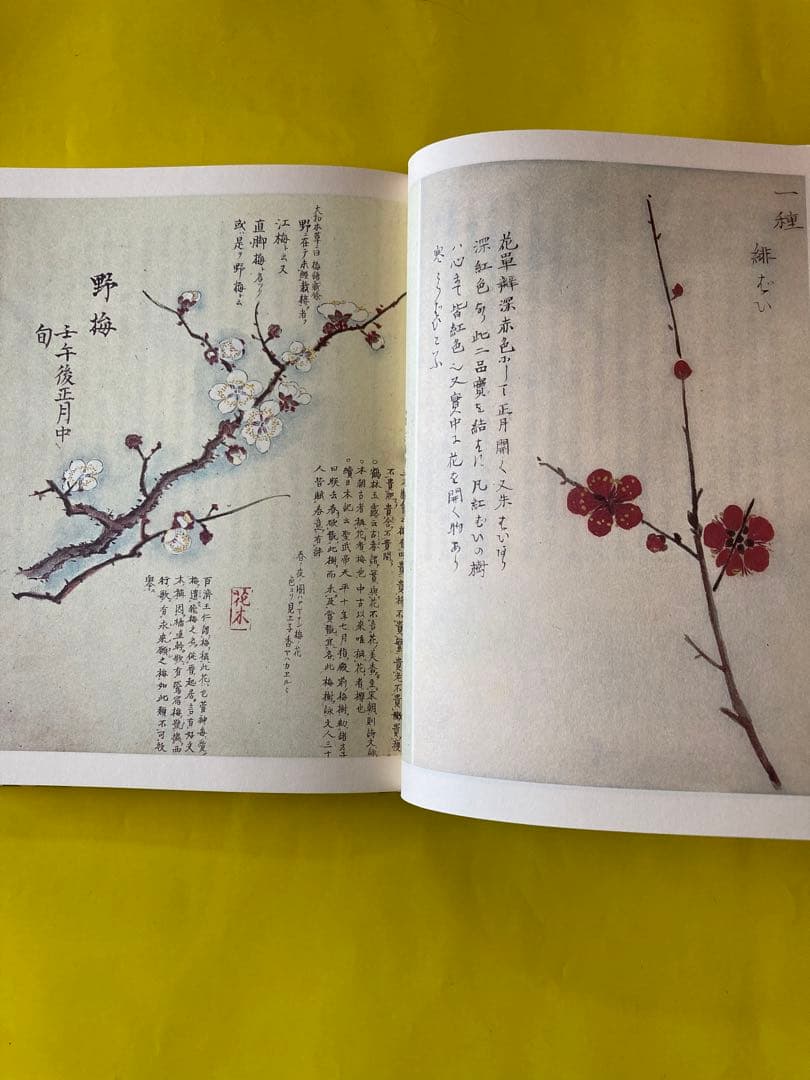 フローラ逍遥　澁澤龍彦著