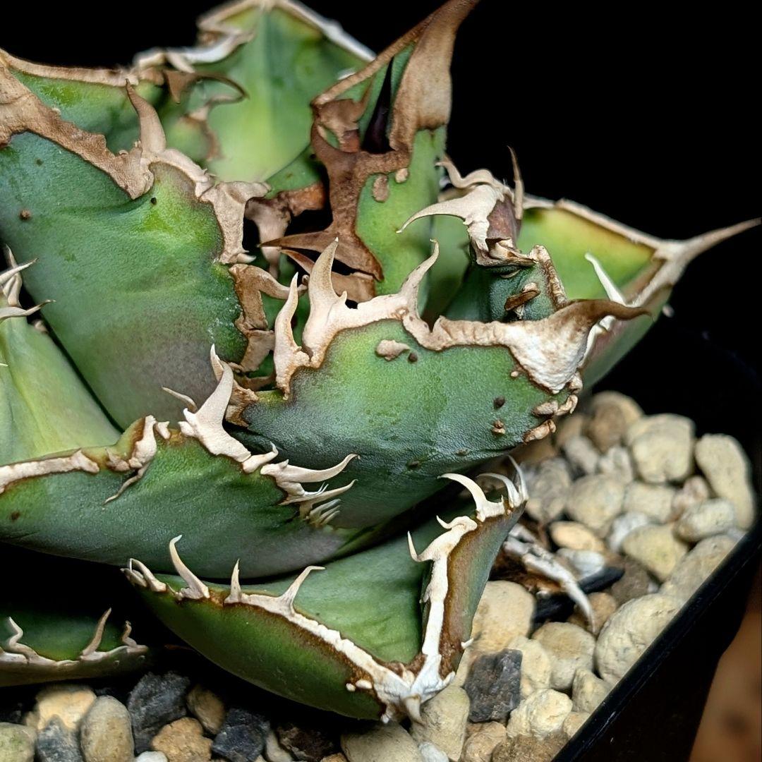 Agave titanota ‘ブツブツ’ surf.is.high親株分株