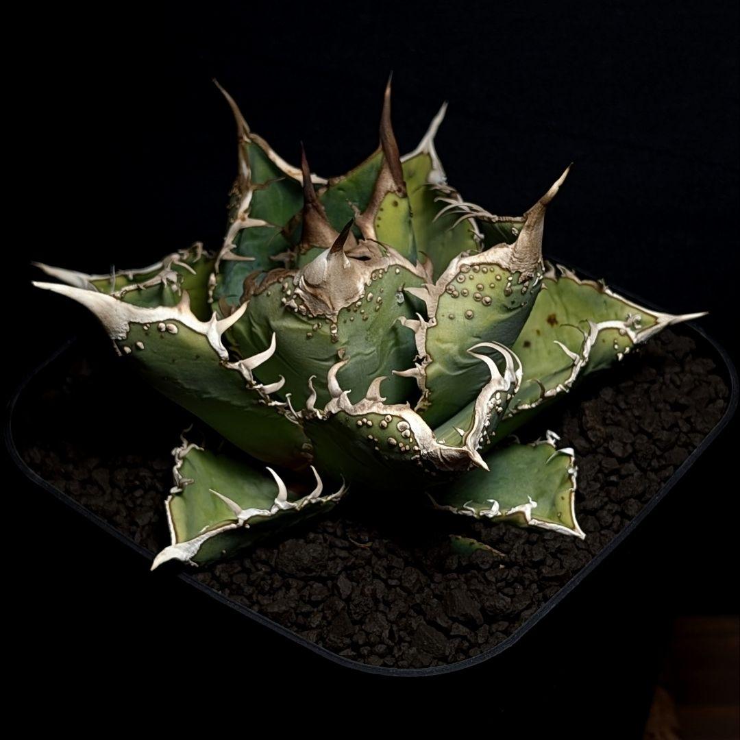 Agave titanota ‘ブツブツ’ surf.is.high親株分株