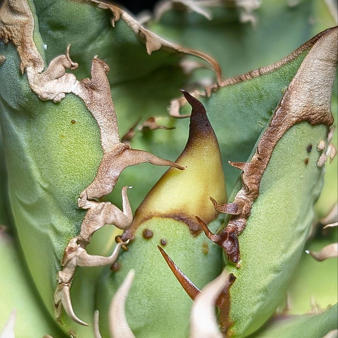 Agave titanota ‘ブツブツ’ surf.is.high親株分株