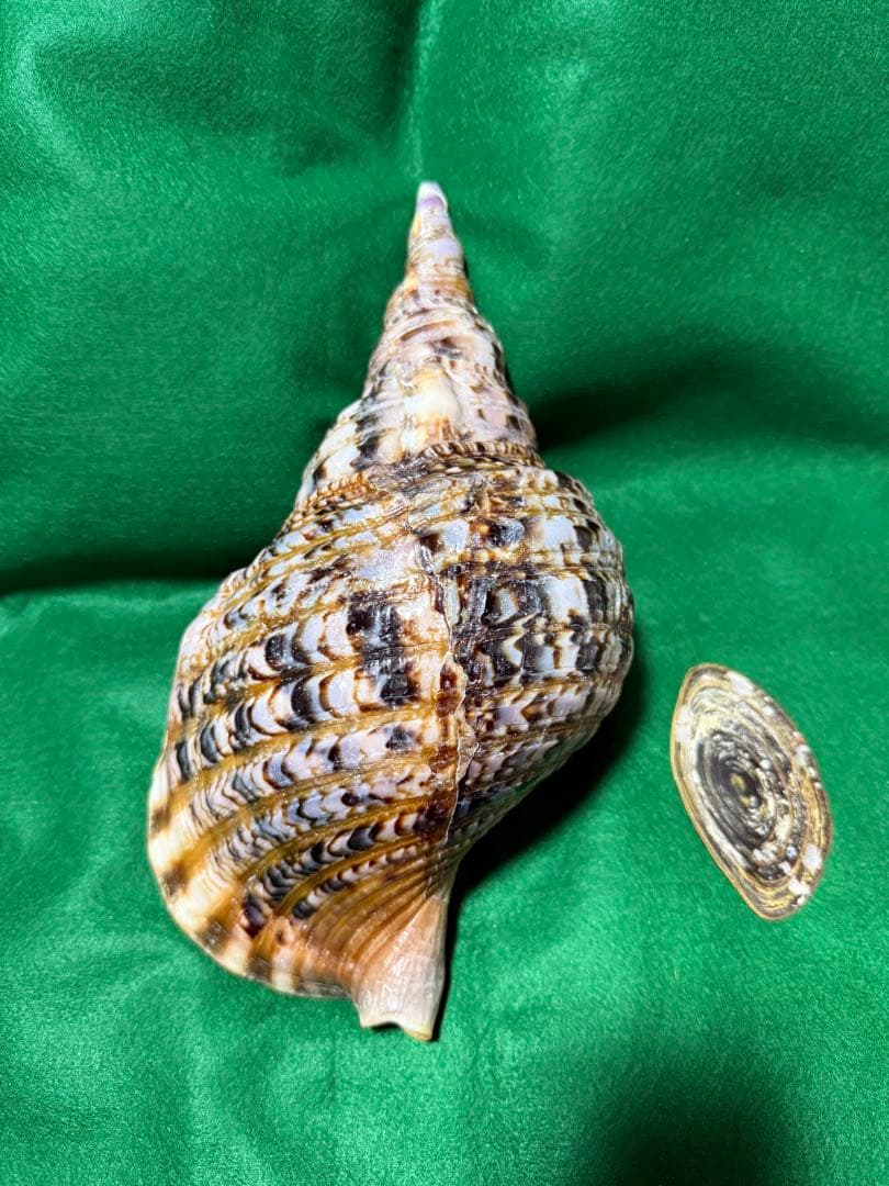 貝殻(沖縄の青い海の宝)ホラ貝蓋付