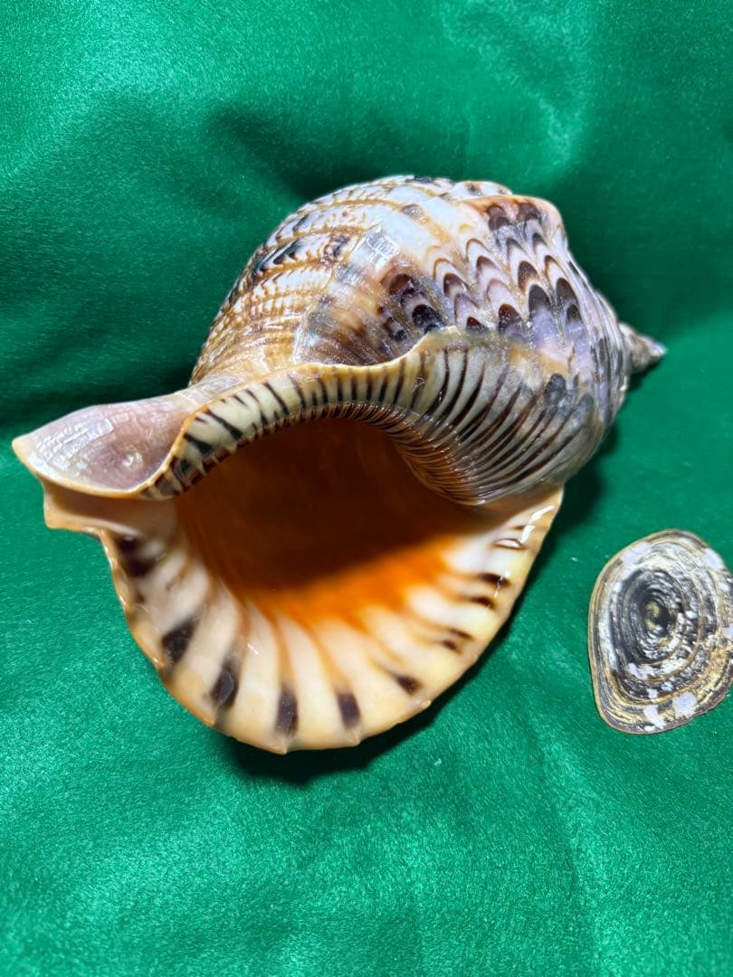 貝殻(沖縄の青い海の宝)ホラ貝蓋付