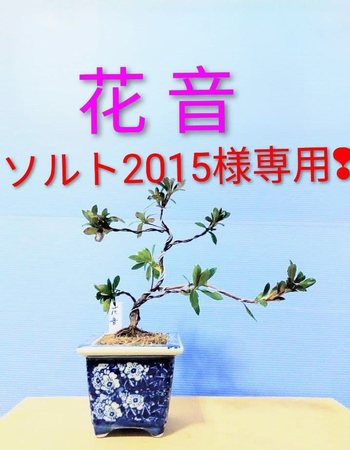 ソルト2015様確認用‼️　紅の月　皐月盆栽　さつき盆栽　サツキ盆栽