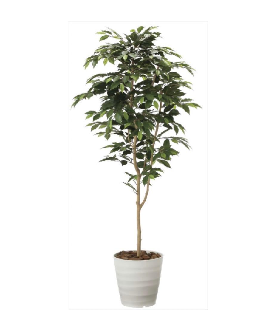 光触媒　人工観葉植物　フェイクグリーン　ベンジャミン 高さ 1.6m