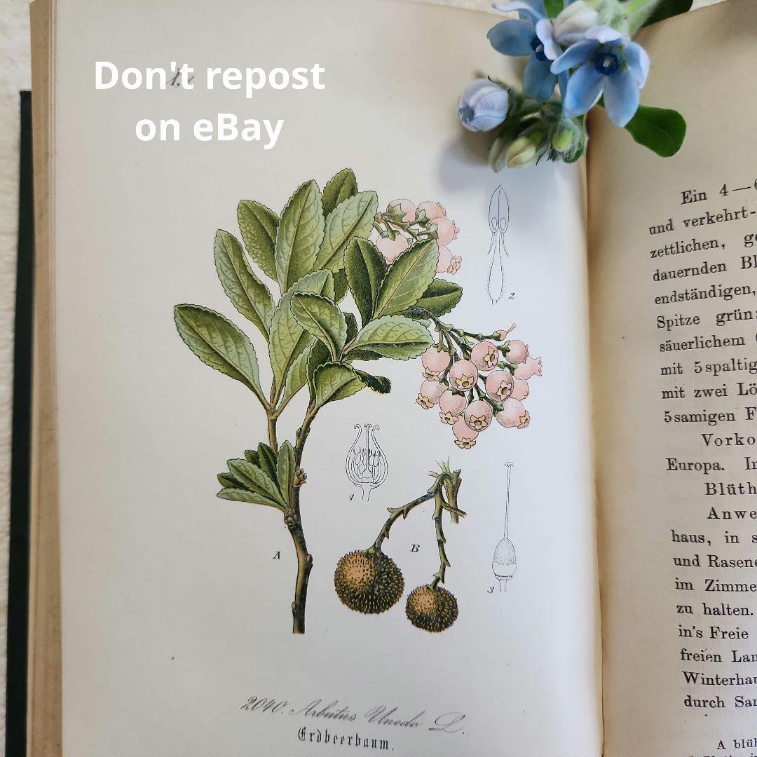植物図鑑　洋書　ボタニカルアート　アンティーク　リトグラフ　28
