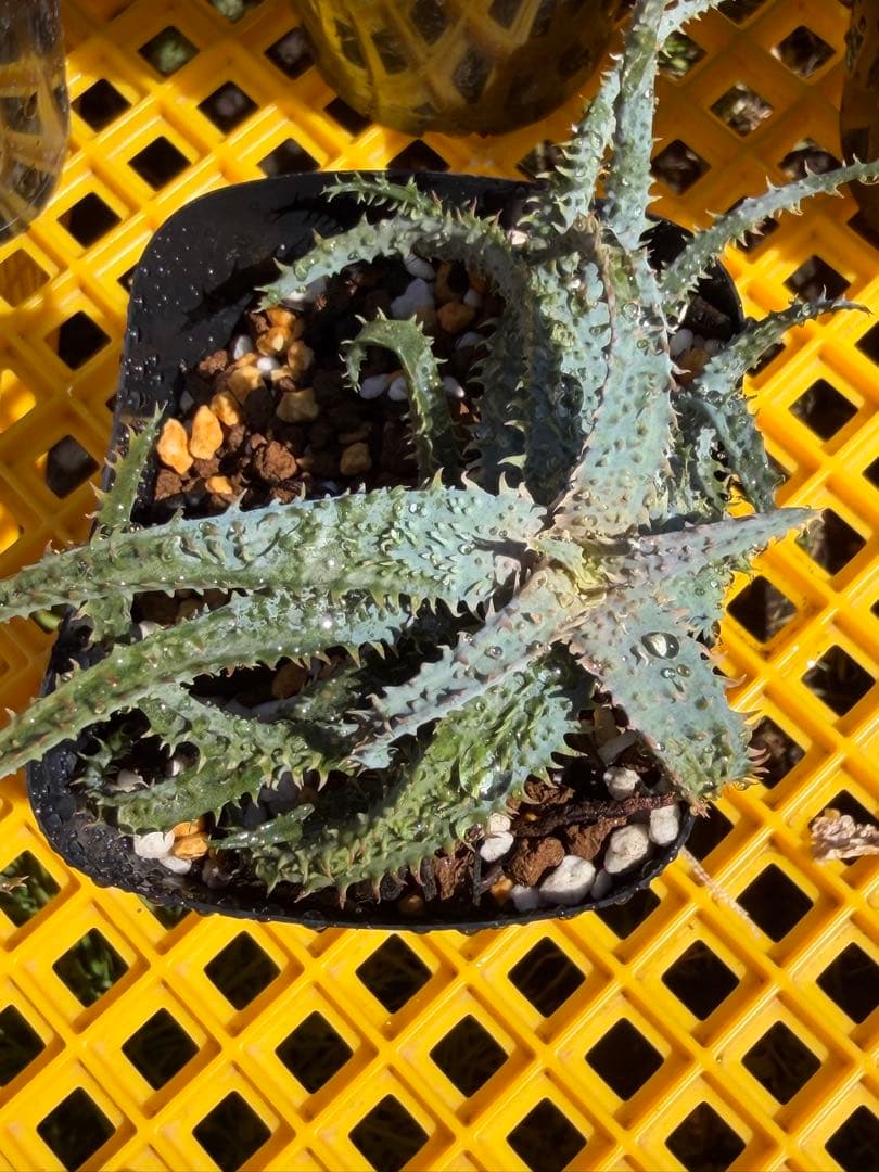 アロエ　ハイブリッド　tarantula Aloe hybrid 子株　第四種