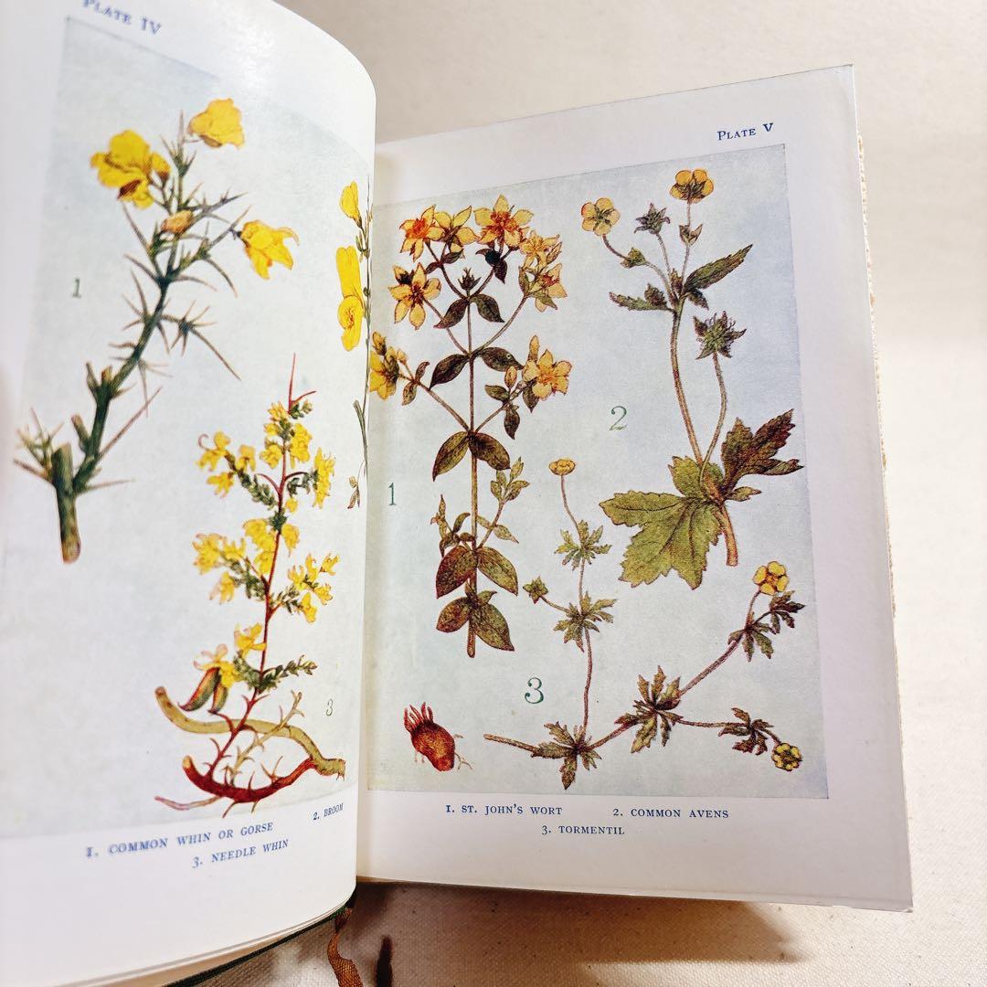 海外 ヴィンテージ洋書 FLOWERS 草花の図鑑 イギリス