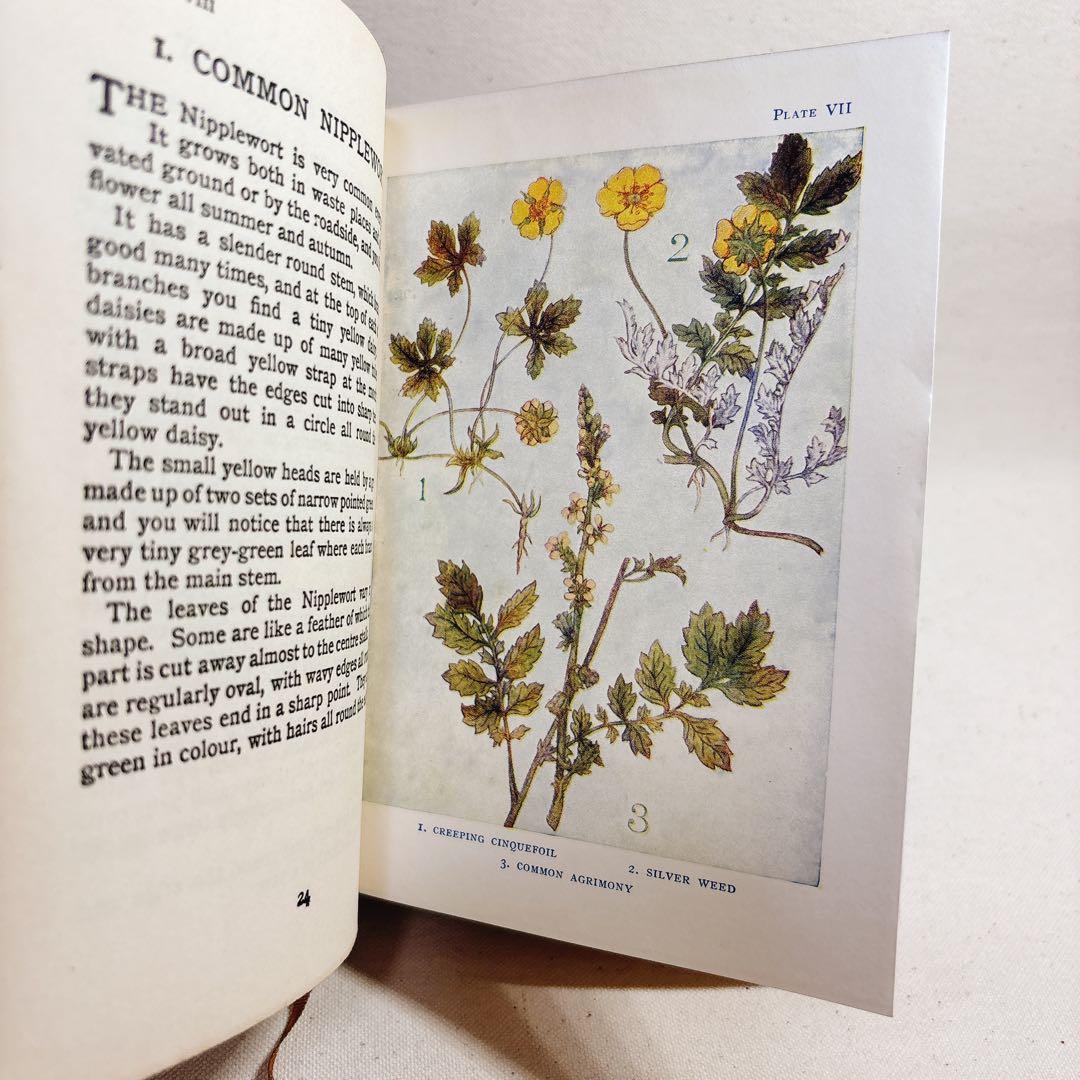 海外 ヴィンテージ洋書 FLOWERS 草花の図鑑 イギリス