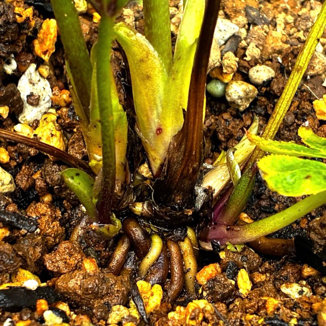 3901☘️1年間管理株☘️⭐️超小輪⭐️torquatus x multifidus⭐️