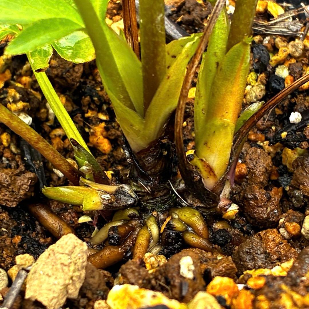 3901☘️1年間管理株☘️⭐️超小輪⭐️torquatus x multifidus⭐️