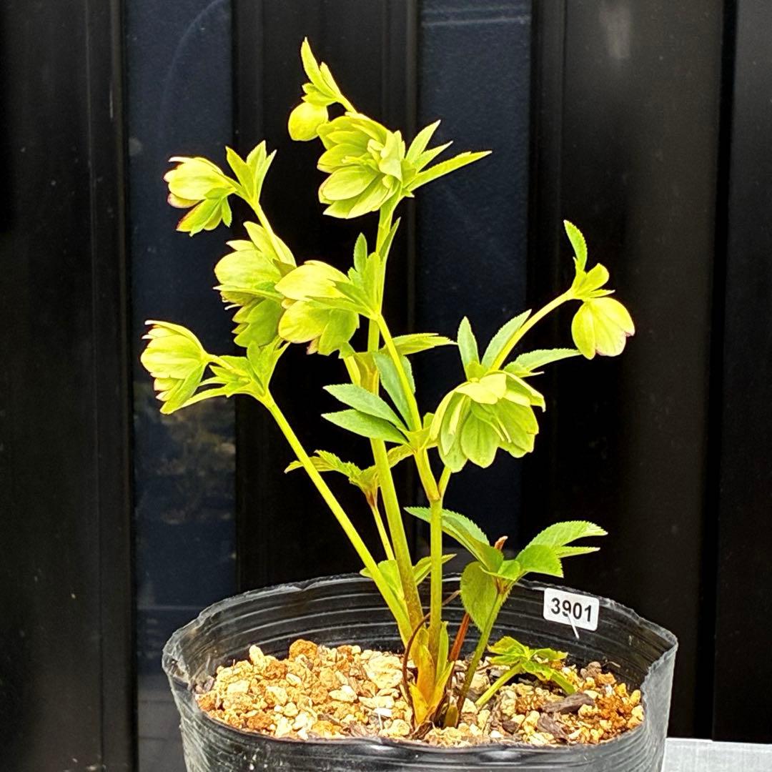 3901☘️1年間管理株☘️⭐️超小輪⭐️torquatus x multifidus⭐️