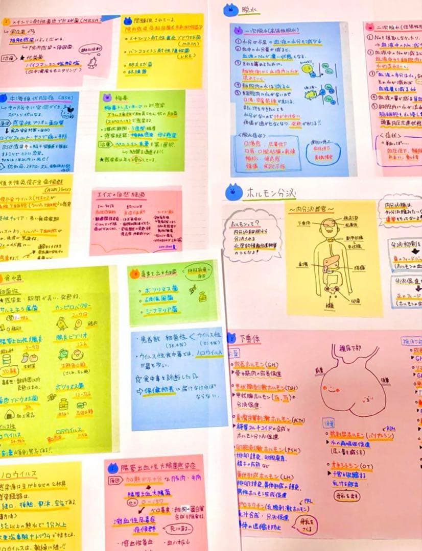 希望額セール！　大好評！付箋700枚　看護学生　看護師国家試験　付箋ノート解剖学