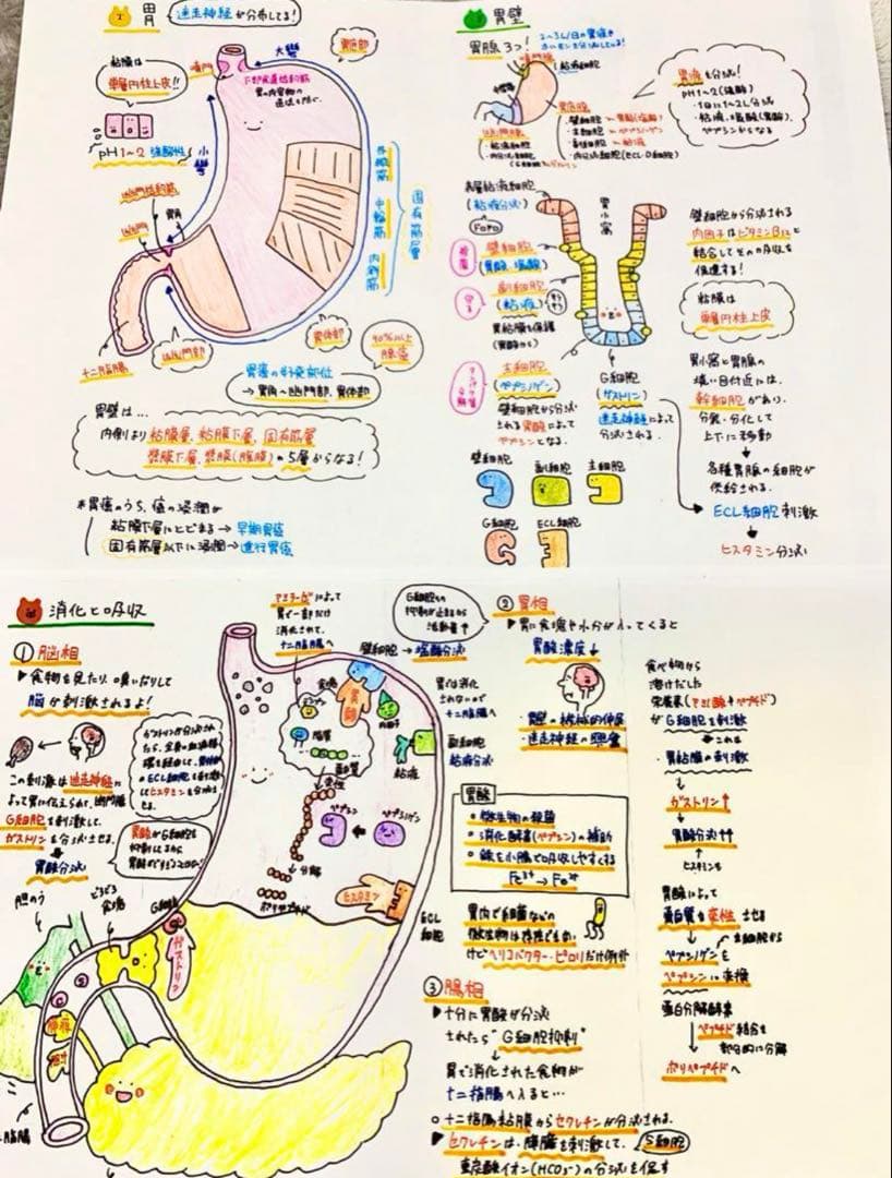 希望額セール！　大好評！付箋700枚　看護学生　看護師国家試験　付箋ノート解剖学
