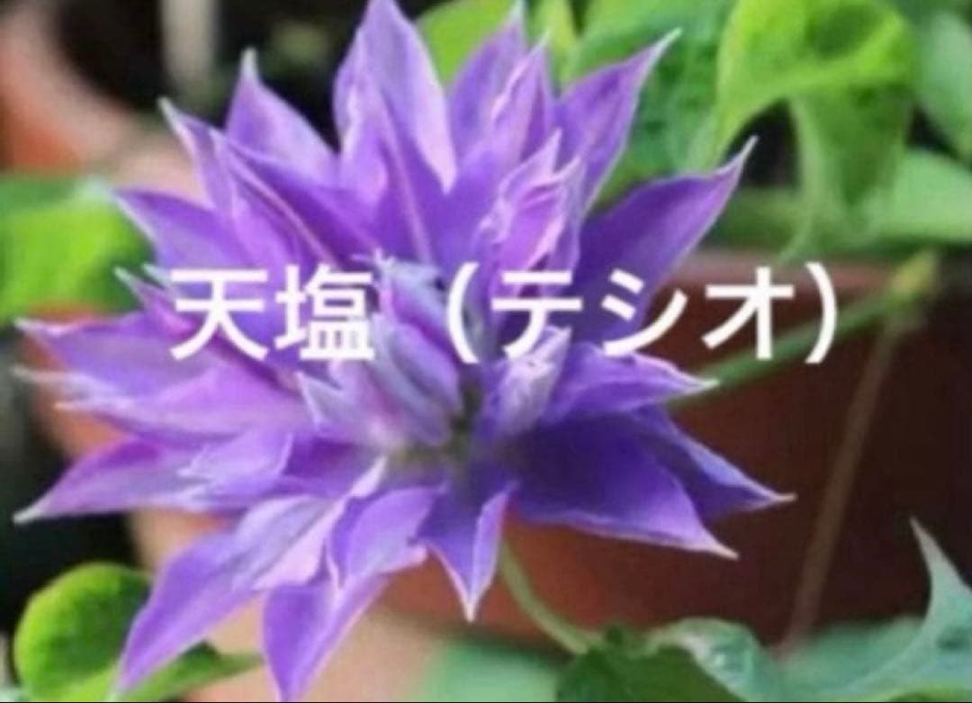 芍薬苗　クレマチス苗