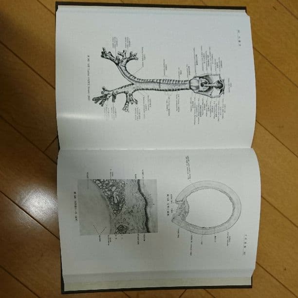 分担解剖学3