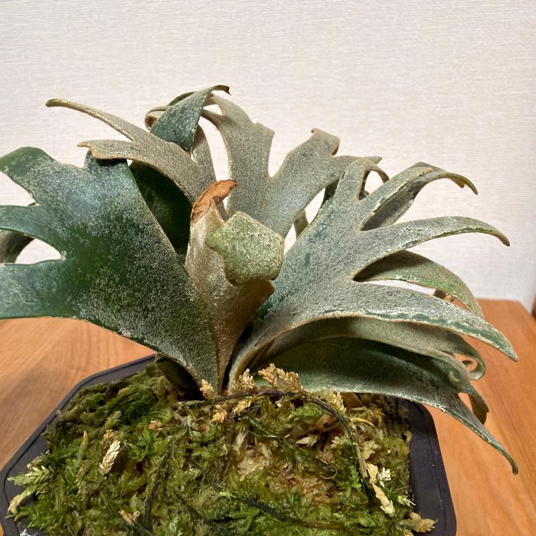＊P.willinckii Jenny 3号(TC)＊