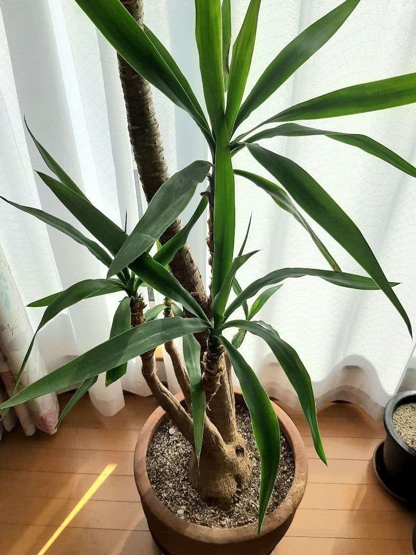 ユッカ　巨大根っ子　６本幹　約180cm
