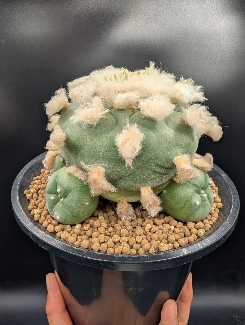 翠冠玉 鉢植えメルカリ便送料込み