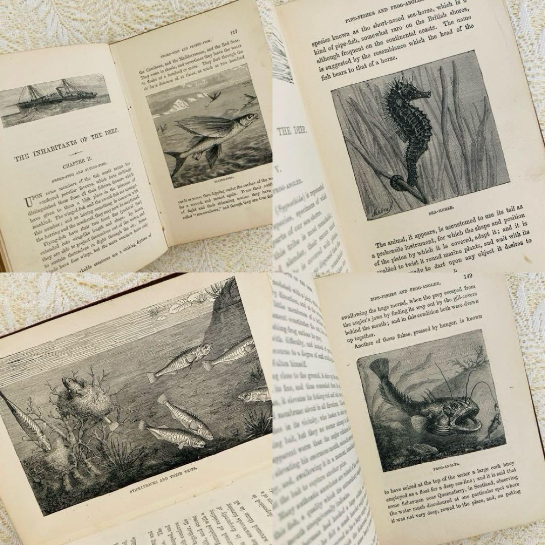 洋書　古書　美しいアンティークブック　1880年発行　海の驚異　海の生き物　自然