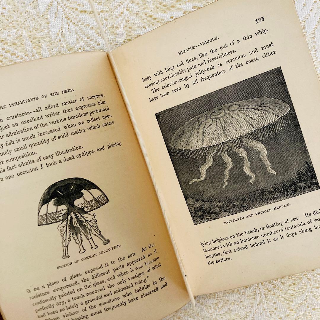 洋書　古書　美しいアンティークブック　1880年発行　海の驚異　海の生き物　自然