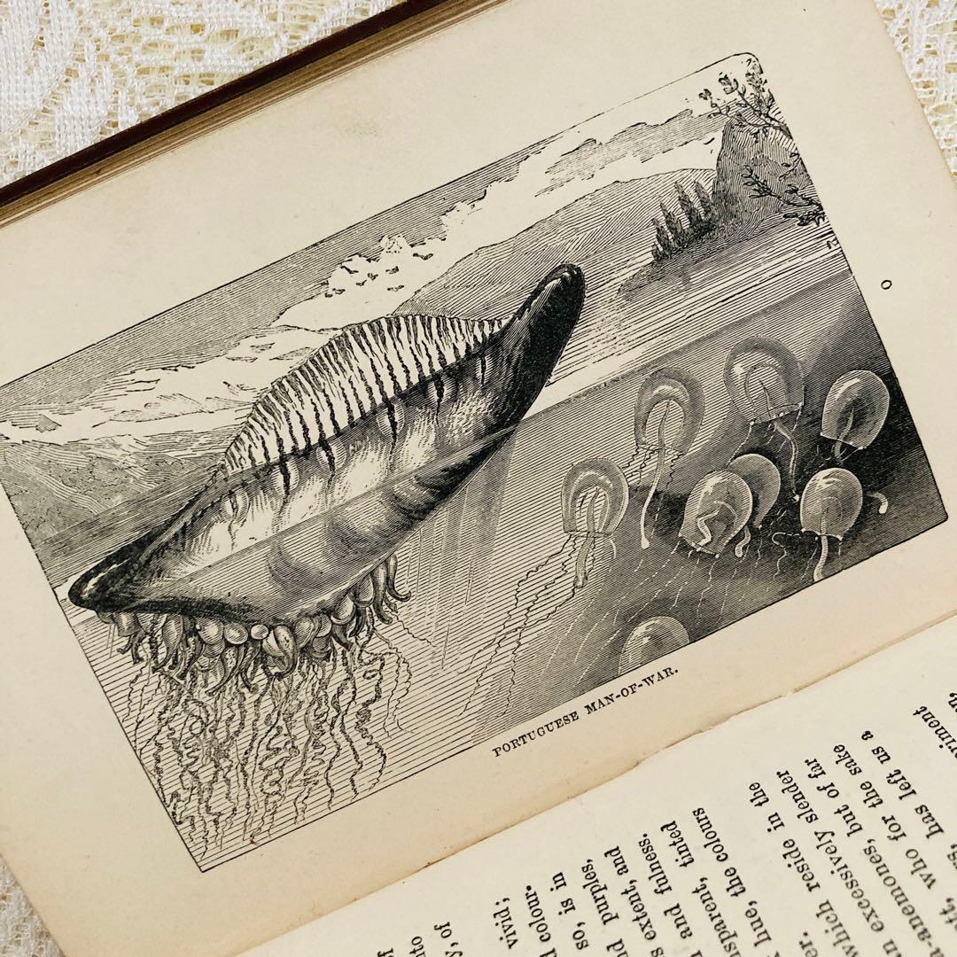 洋書　古書　美しいアンティークブック　1880年発行　海の驚異　海の生き物　自然