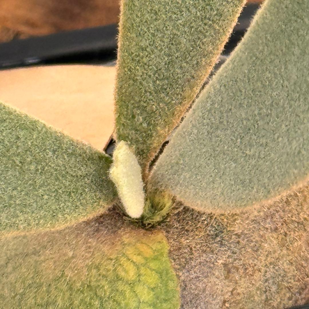 ◆ P.Willinckii ‘Jade Girl ’spore（J-024）