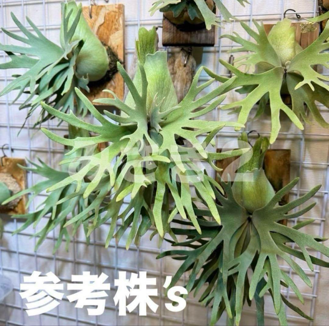 ◆ P.Willinckii ‘Jade Girl ’spore（J-024）
