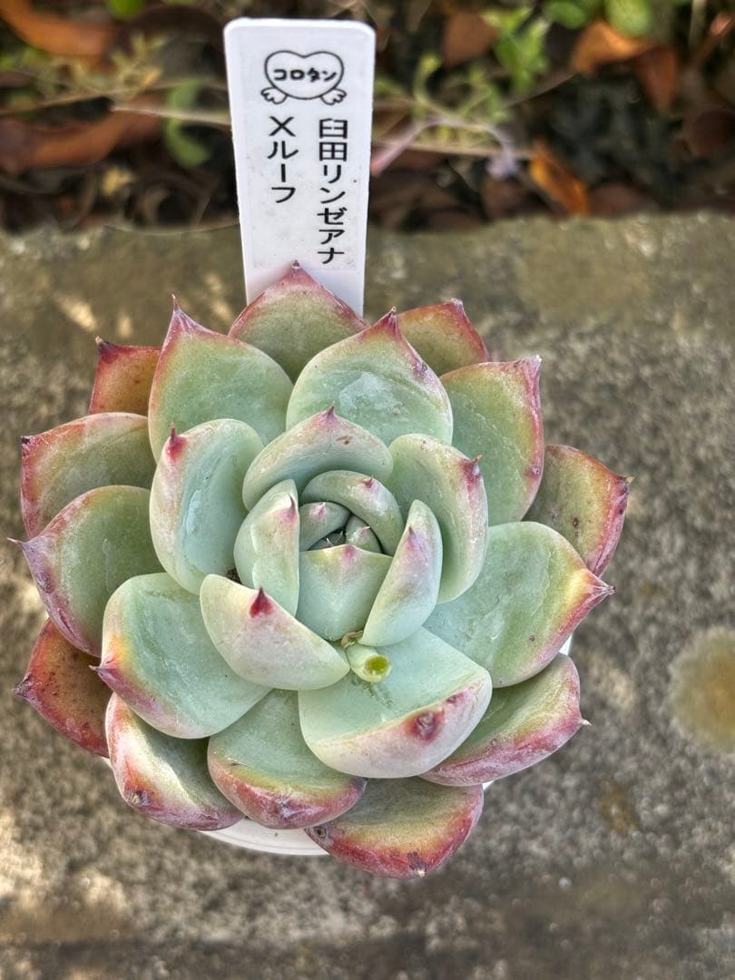 極上株 コロタンさん苗 臼田リンゼアナ×ルーフ 札付き 花芽付き 多肉植物