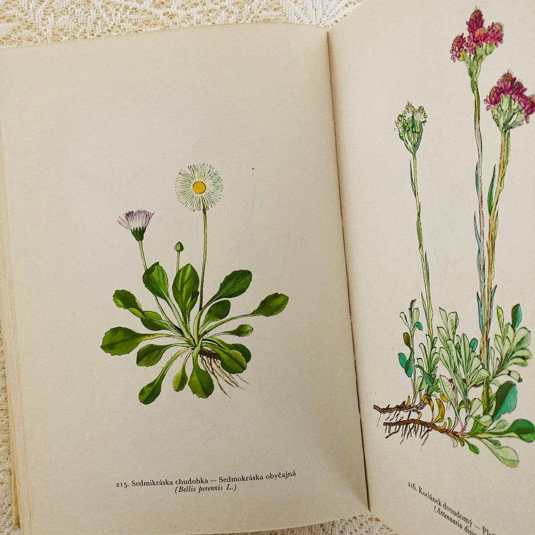 洋書　古書　美しいチェコの植物図鑑　野の花図鑑　優美な植物画273点♡
