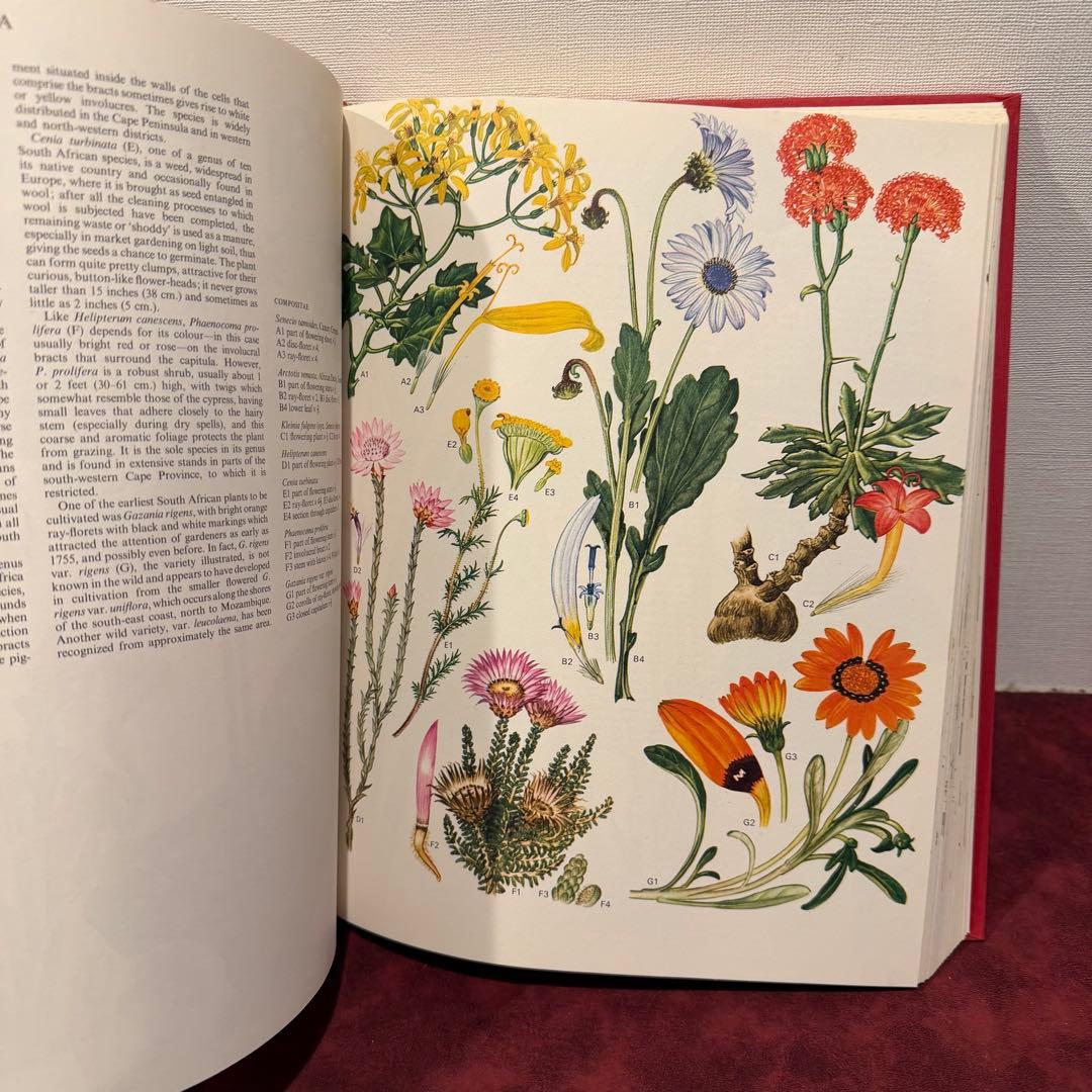 1210B⑩1970年初版植物図鑑　ジャンクジャーナル　ボタンニカル　洋書古書