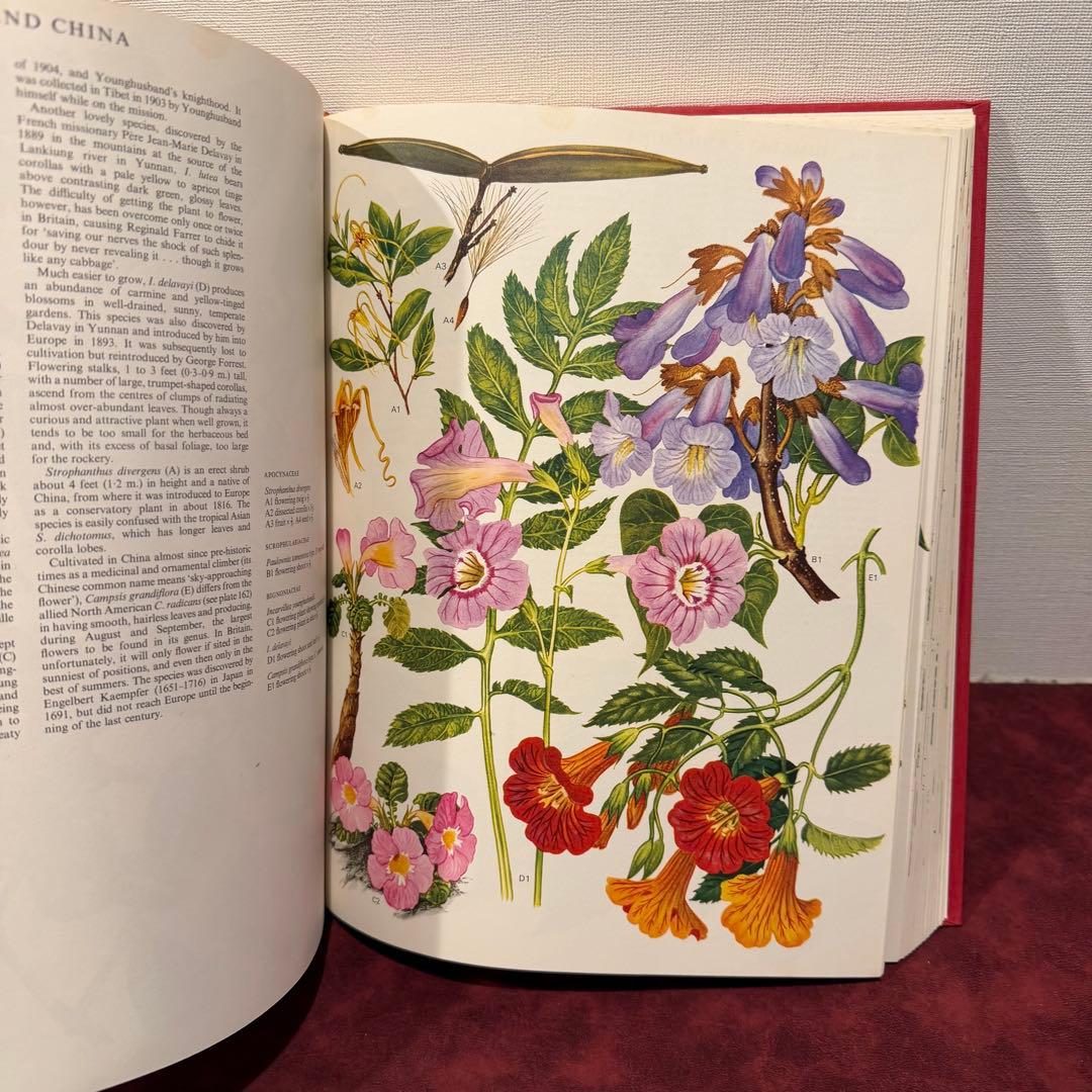 1210B⑩1970年初版植物図鑑　ジャンクジャーナル　ボタンニカル　洋書古書