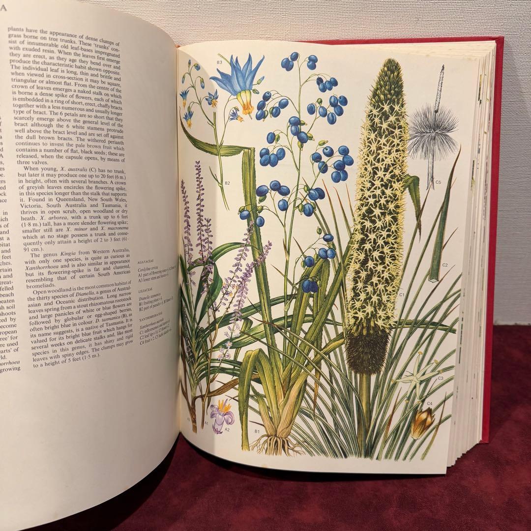 1210B⑩1970年初版植物図鑑　ジャンクジャーナル　ボタンニカル　洋書古書