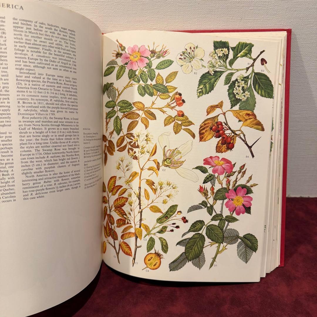 1210B⑩1970年初版植物図鑑　ジャンクジャーナル　ボタンニカル　洋書古書