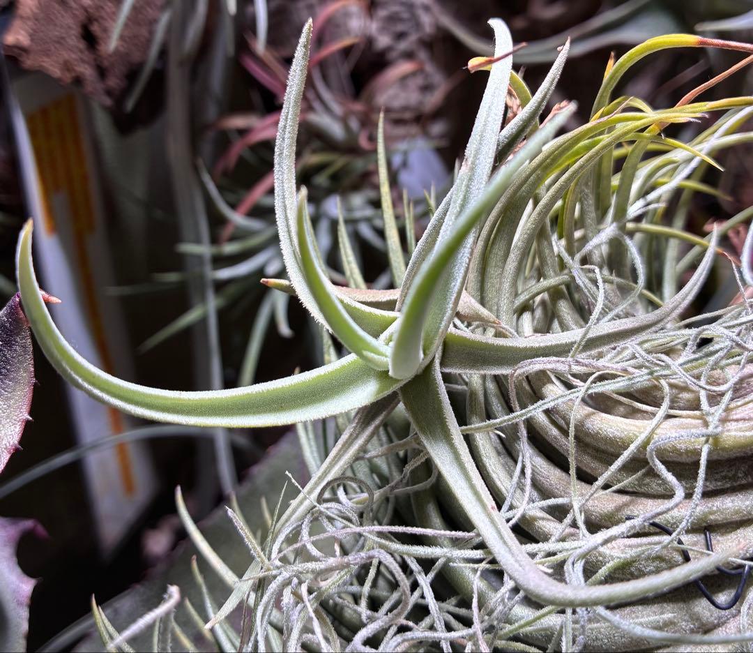しばらくラストT. aff. xiphioides T'S TROPICALS