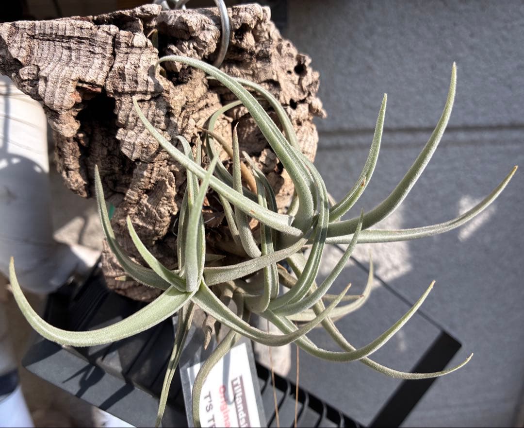 しばらくラストT. aff. xiphioides T'S TROPICALS