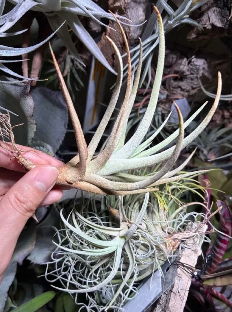 しばらくラストT. aff. xiphioides T'S TROPICALS