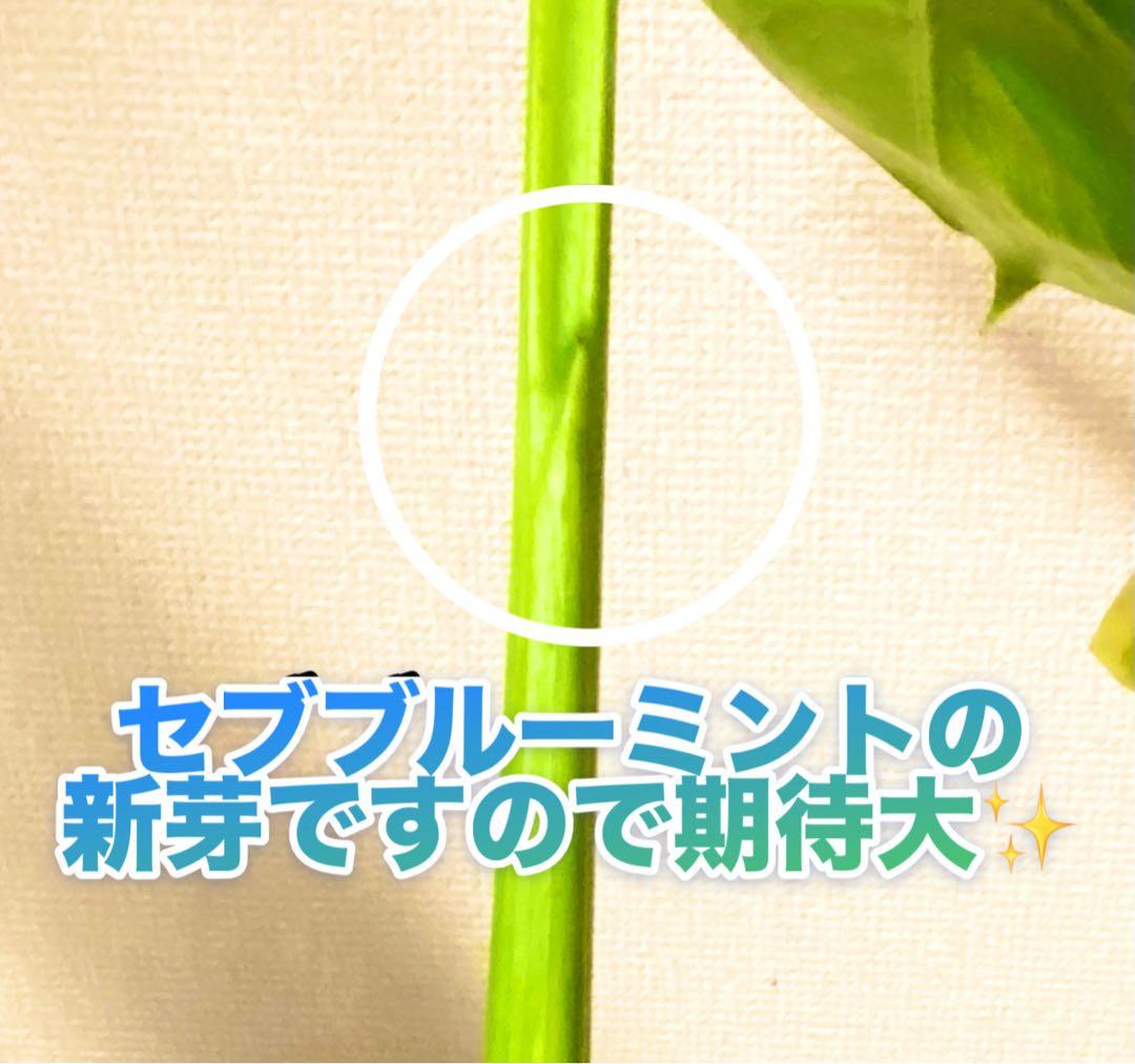 4枚葉／発根済み／脇芽新芽／セブブルーミント／イエローマリリン モンステラ 班入