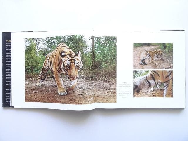 洋書◆虎の写真集 本 動物 トラ タイガー