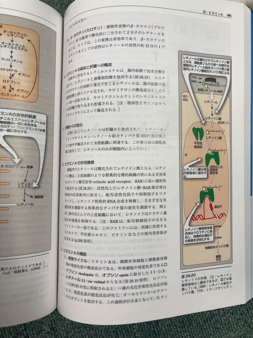 Lippincott Illustrated Reviews 生化学 第7版