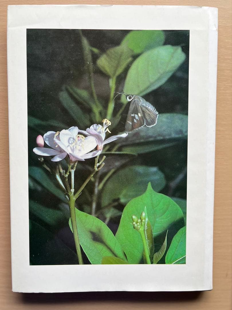 BUTTERFLIES IN THAILAND 全6巻セット