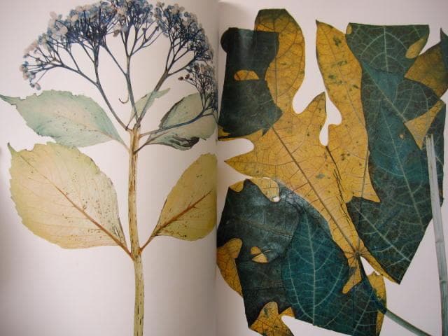 Nick Knight　Flora