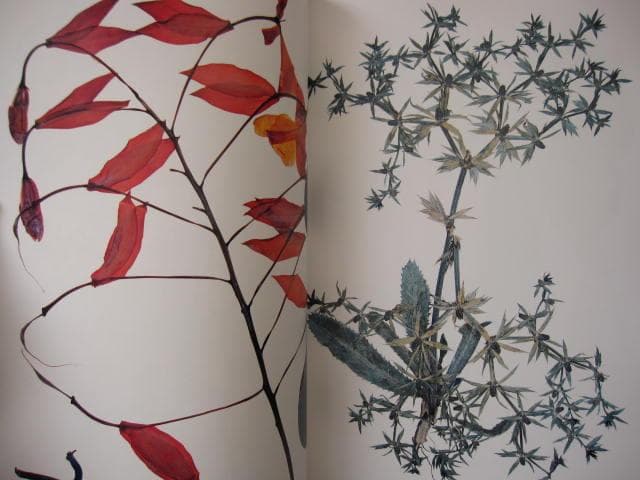 Nick Knight　Flora