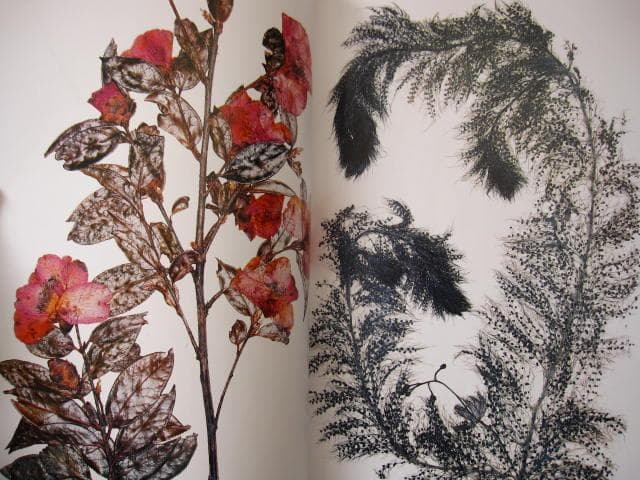 Nick Knight　Flora