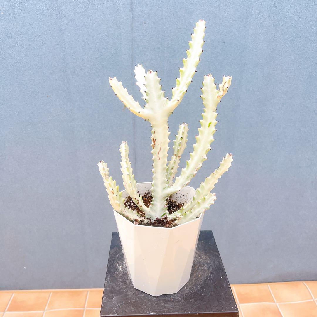 現品　サボテン　ユーフォルビア　ホワイトゴースト　43番　多肉植物　地植え