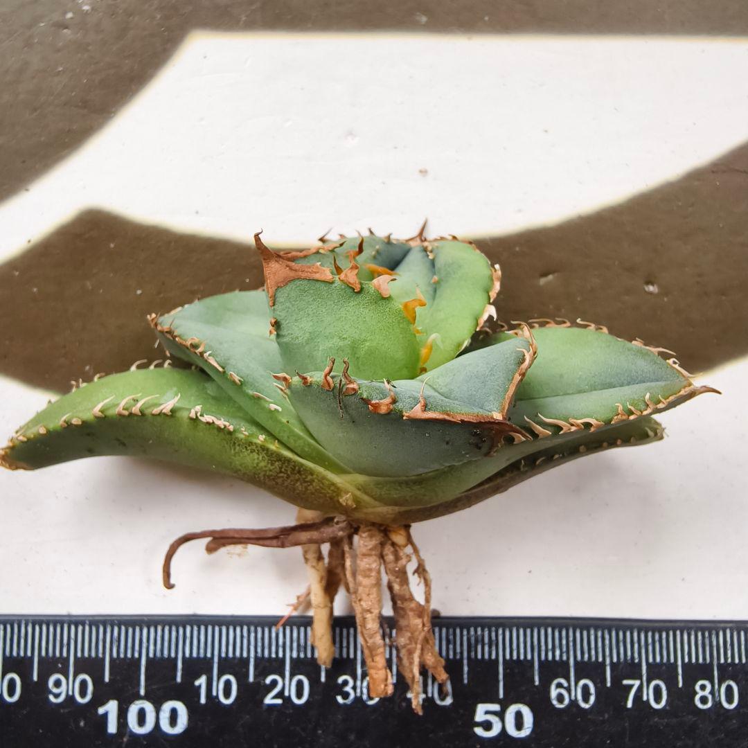649【上澳園芸】 アガベ　agave チタノタ 鰐亀 極上株