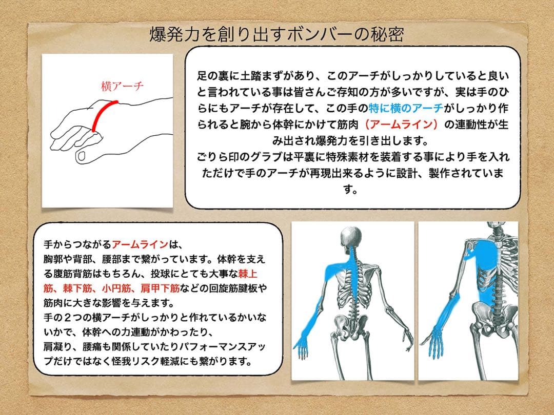 ごりら印の野球道具　硬式用グローブSKR型 左投げ用【期間限定値下げ】